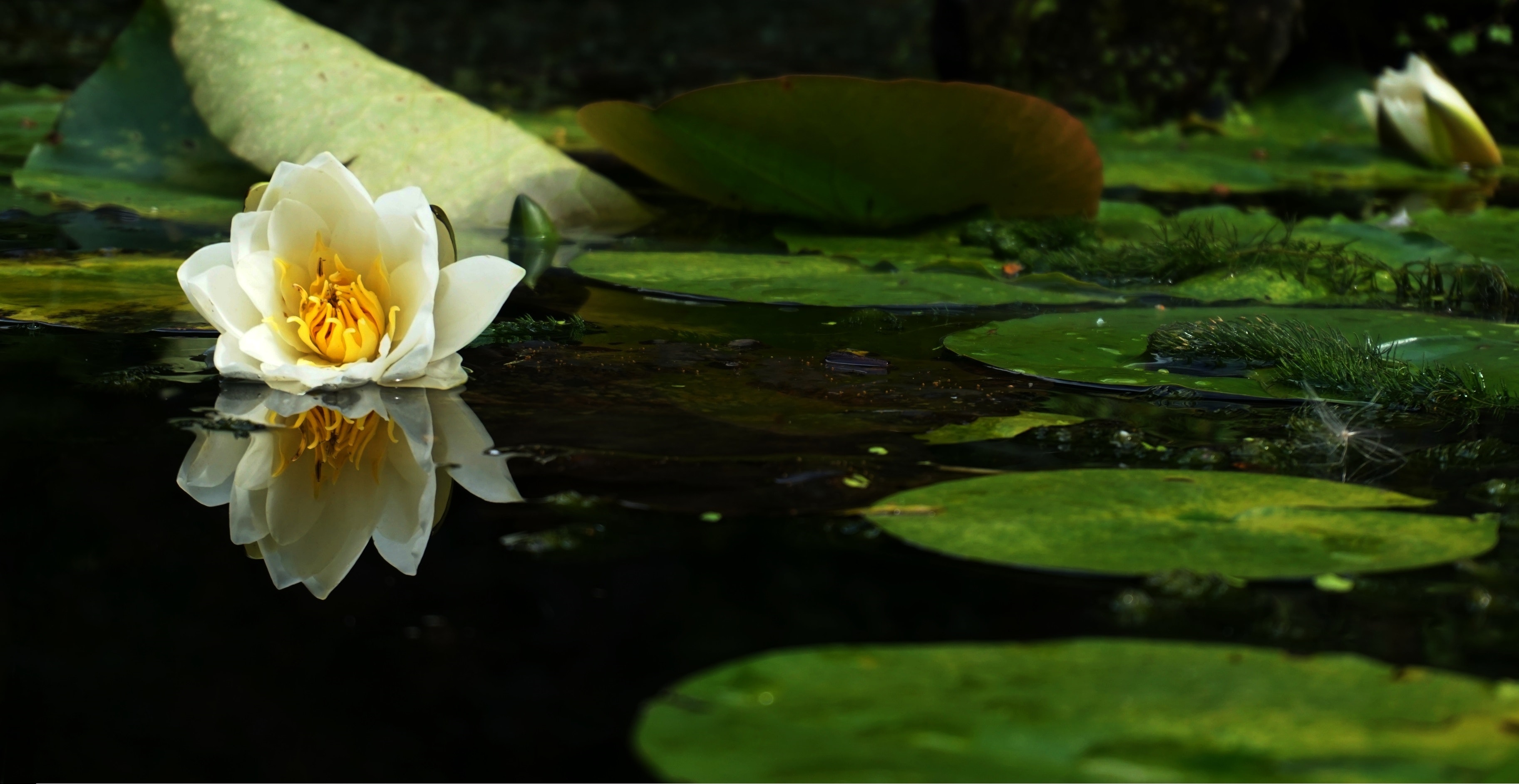 Pond Closeup